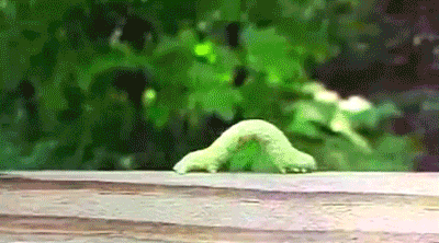 An image of an inchworm stretching forward
