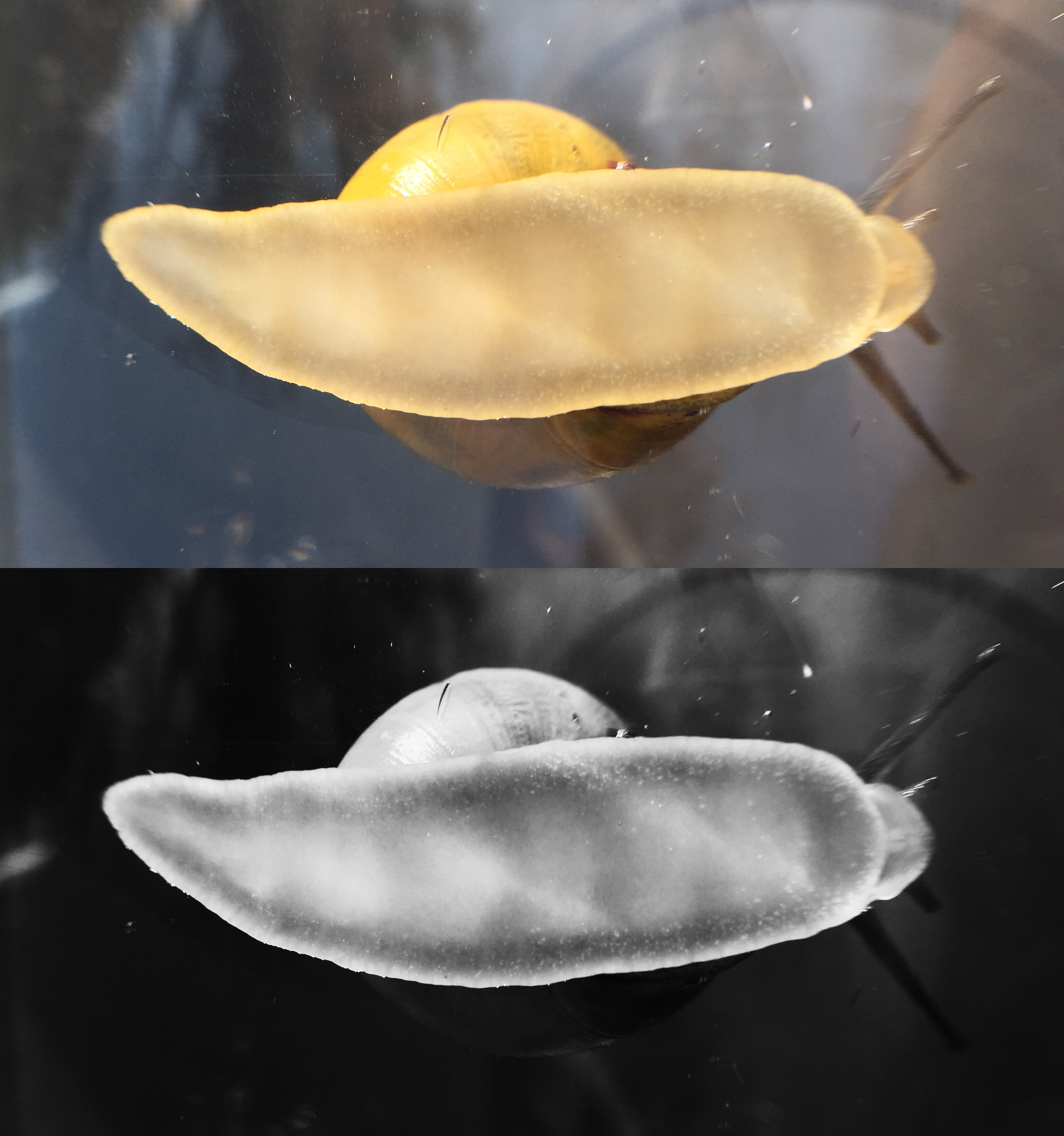 Two photos of a snail from below, in color and black and white, which highlight the waves moving it