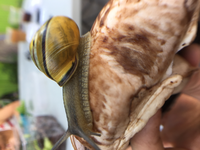 Thumbnail for archived photo/video from 2 August 2017 snail observation