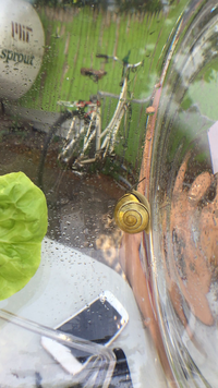 Thumbnail for archived photo/video from 2 August 2017 snail observation